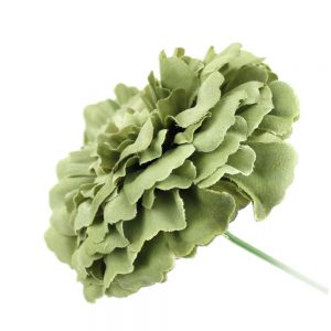 zinnia 07cm vert poudre