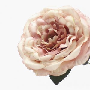 Fleurs et plumes