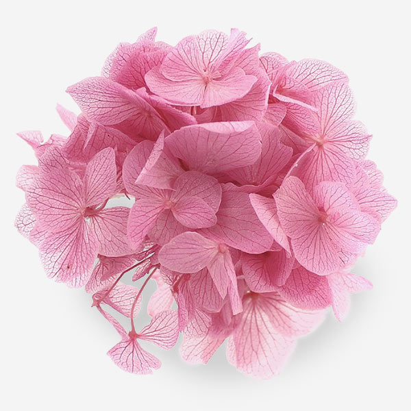 Flores preservadas