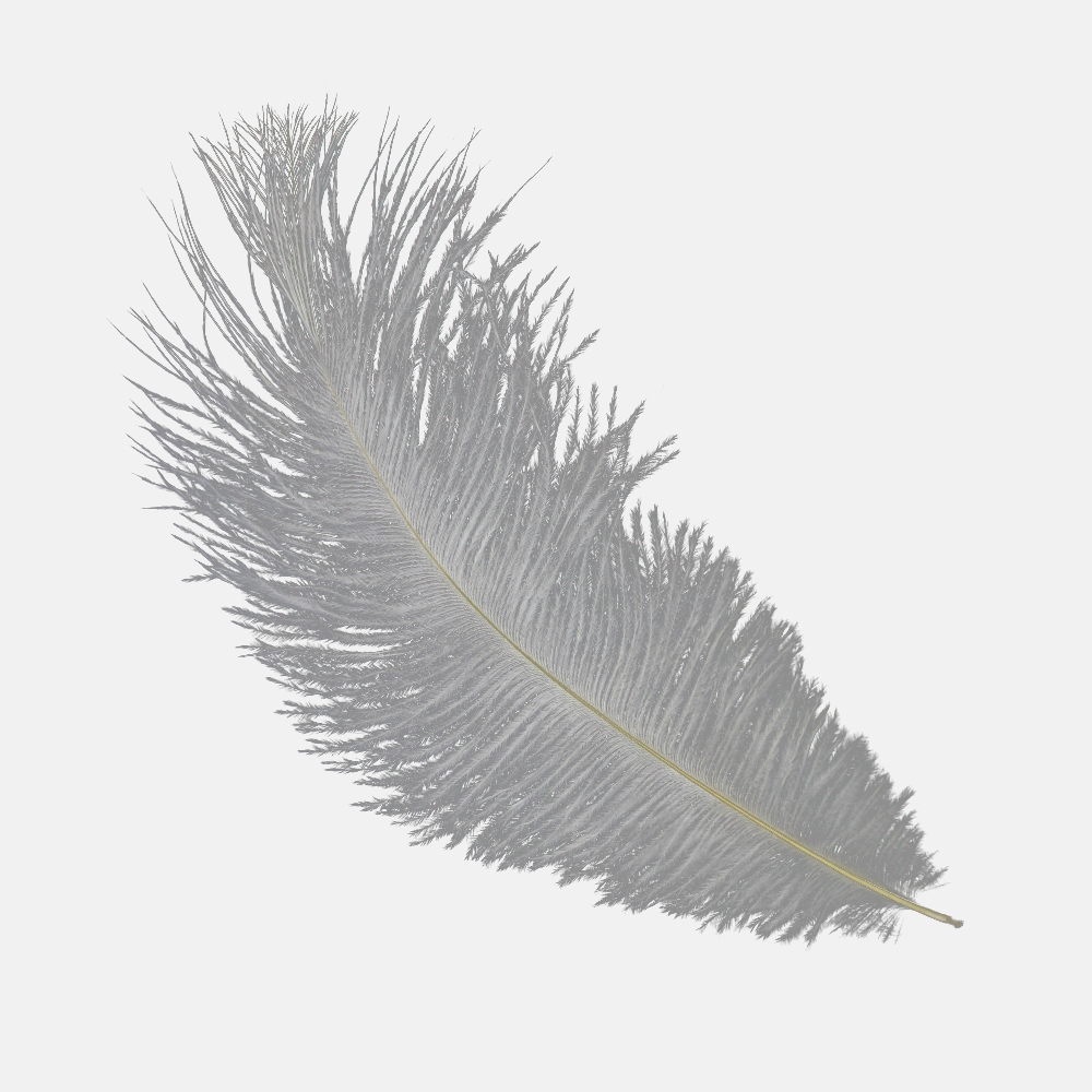 Plumas avestruz 15 20 cm gris plata Plumas avestruz 15 20 cm gris plata