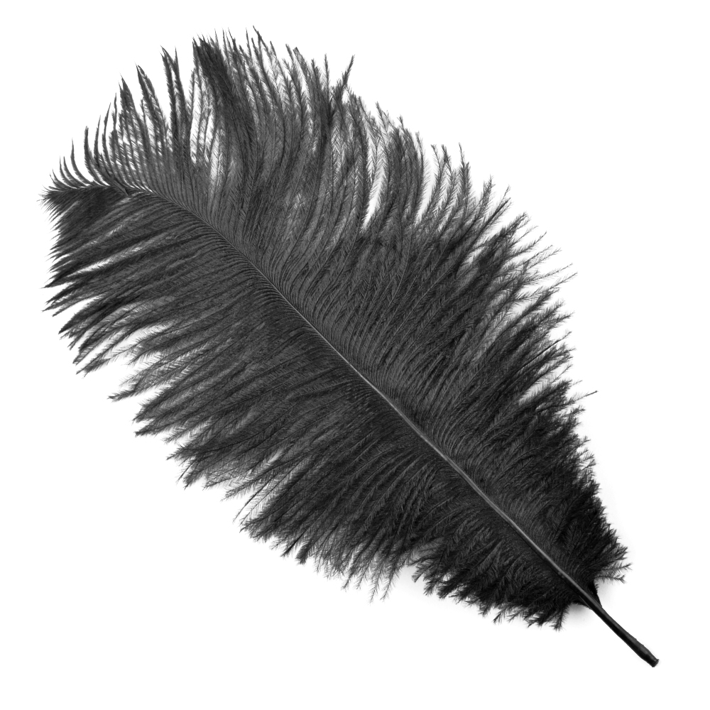 Plumas avestruz 15 20 cm negro Plumas avestruz 15 20 cm negro