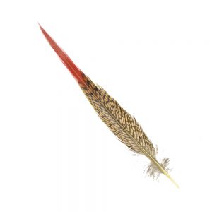 faisán dorado red tip 25 cm