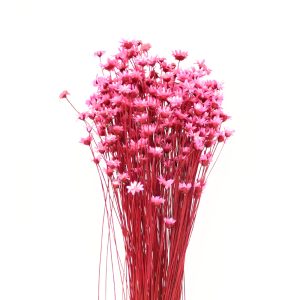 mini margaritas glixia fuchsia