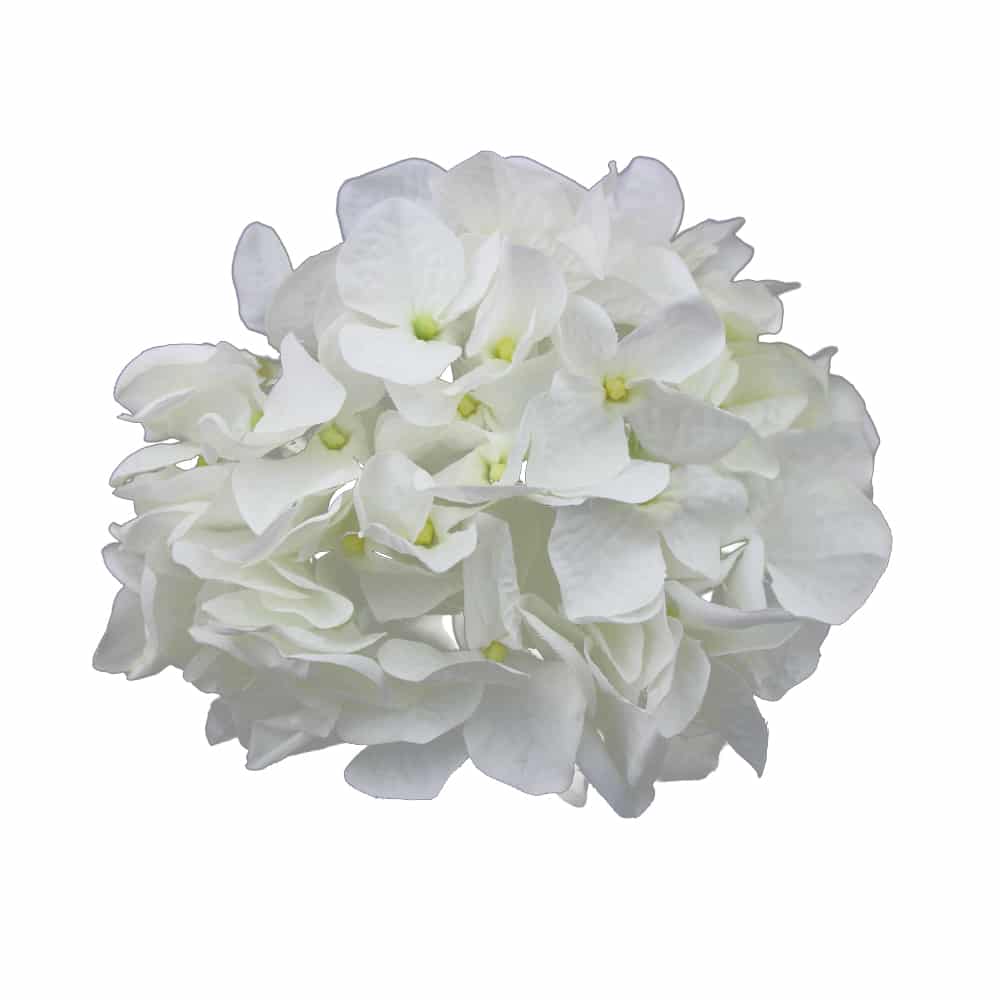 HORTENSIA-TRACY-blanc