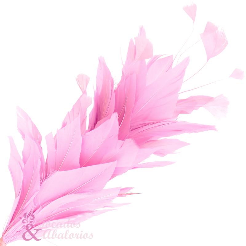afrodita rosa afrodita rosa